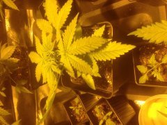 Green Crack#3
