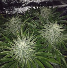 O.G. Kush