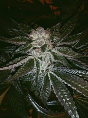 Royal Cookies
