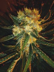 Critical