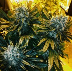 Pineapple Kush