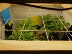 No-Till Cycle 3