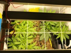 No-Till Cycle 3