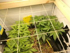 No-Till Cycle 3
