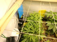 No-Till Cycle 3