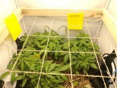 No Till Cycle 3