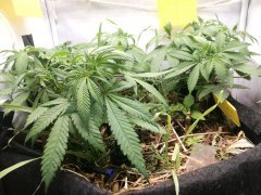 No Till Cycle 3
