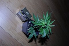 IMG_9845.JPG