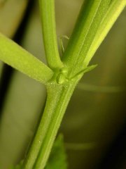 P1250278aaa.jpg