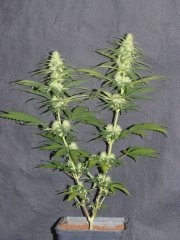 P1260162-ER5.jpg