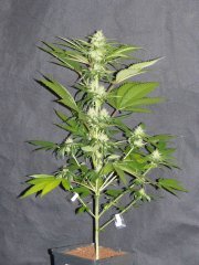 P1260167-TC1.jpg