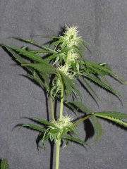 P1260173-JH4.jpg