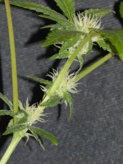 P1260204-OG.jpg