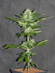 P1260229-MN6.jpg