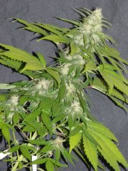 P1260235-TC2.jpg