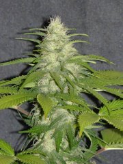 P1260237-TC2.jpg