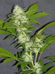 P1260242-SNS1.jpg