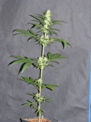 P1260254-ER8.jpg