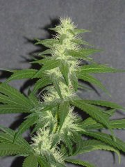P1260263-ER1.jpg