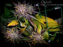 Og kush