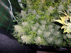 MAJ IV