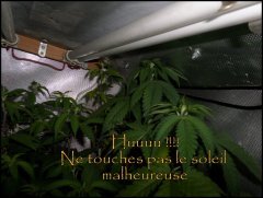 maj V