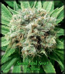 Sweet and sour widow 63 jours