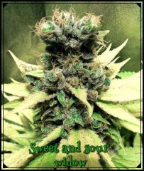 Sweet and sour widow 64 jours
