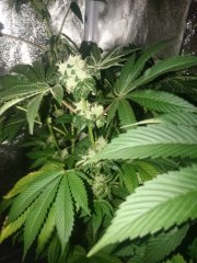 Sweet_Tooth.JPG