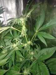 Sweet_Tooth_F38.JPG