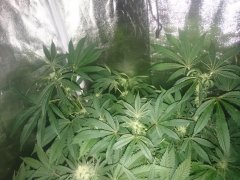 Sweet_Tooth_F38_.JPG