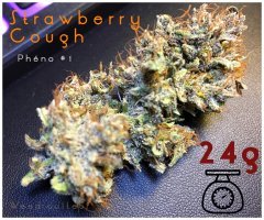 Strawberry Cough pheno1