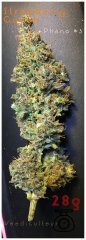 Strawberry Cough pheno3