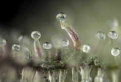 Sour Tangie #6