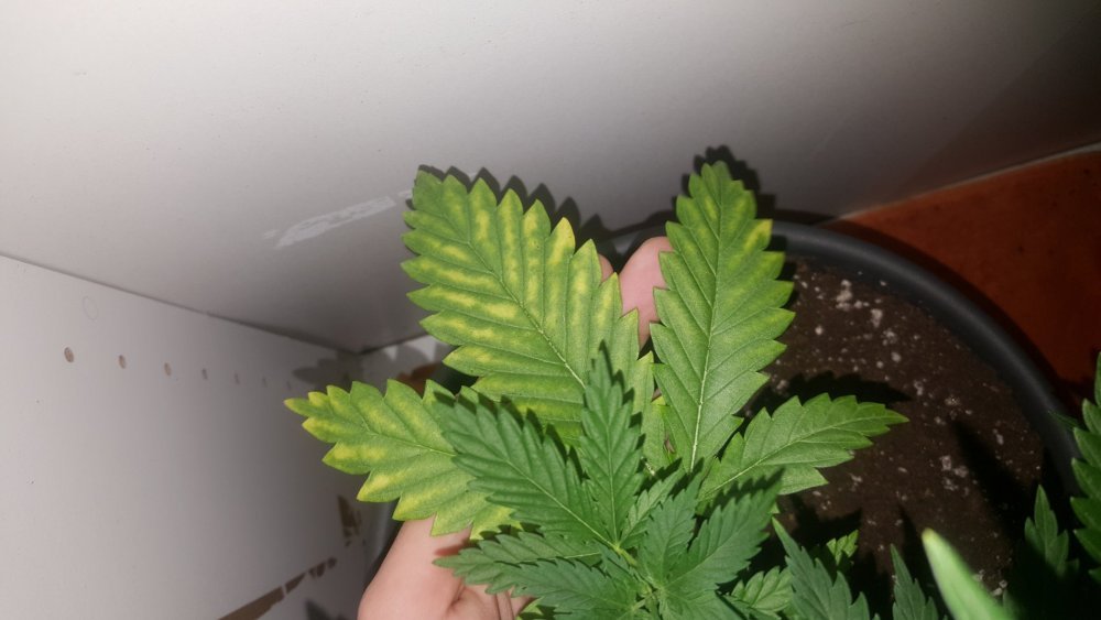 20180305_172809.thumb.jpg.f1dd451e7cfcc75bcc37394242f70083.jpg