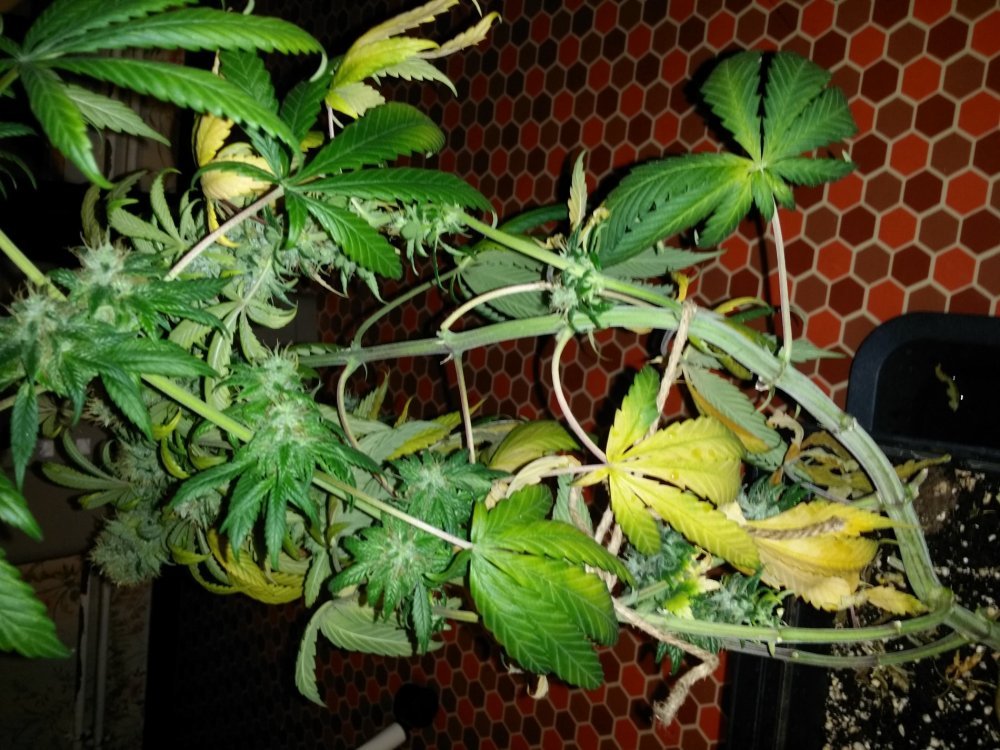20180323_012954.jpg