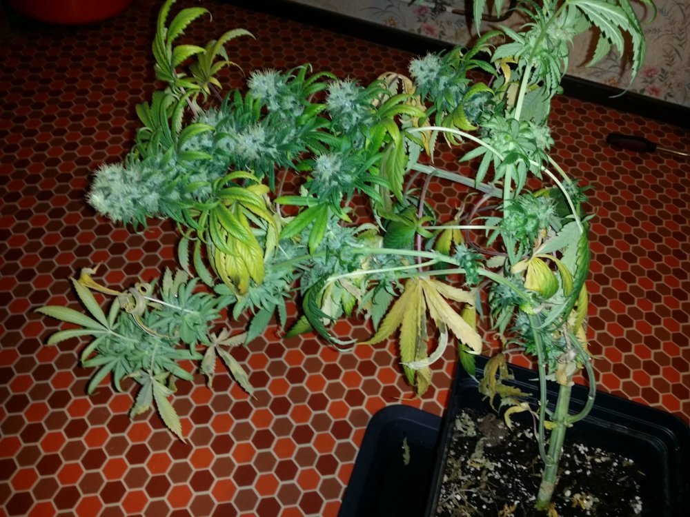 20180323_013004.jpg