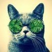Vision Green