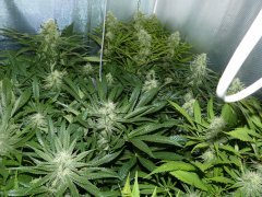 Amnésika2.0/Lemon Og Candy .