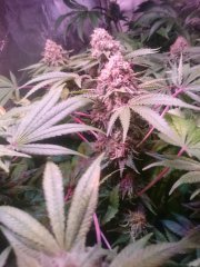 critical+_f62.JPG