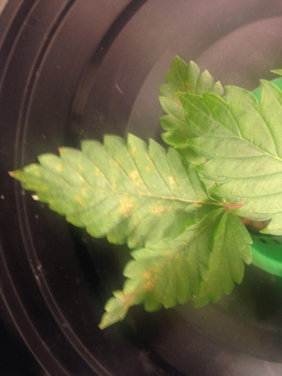 5a9fe23f52f50_numero4.thumb.jpg.d5f8e5807fbbe687824630a1ac96bce6.jpg