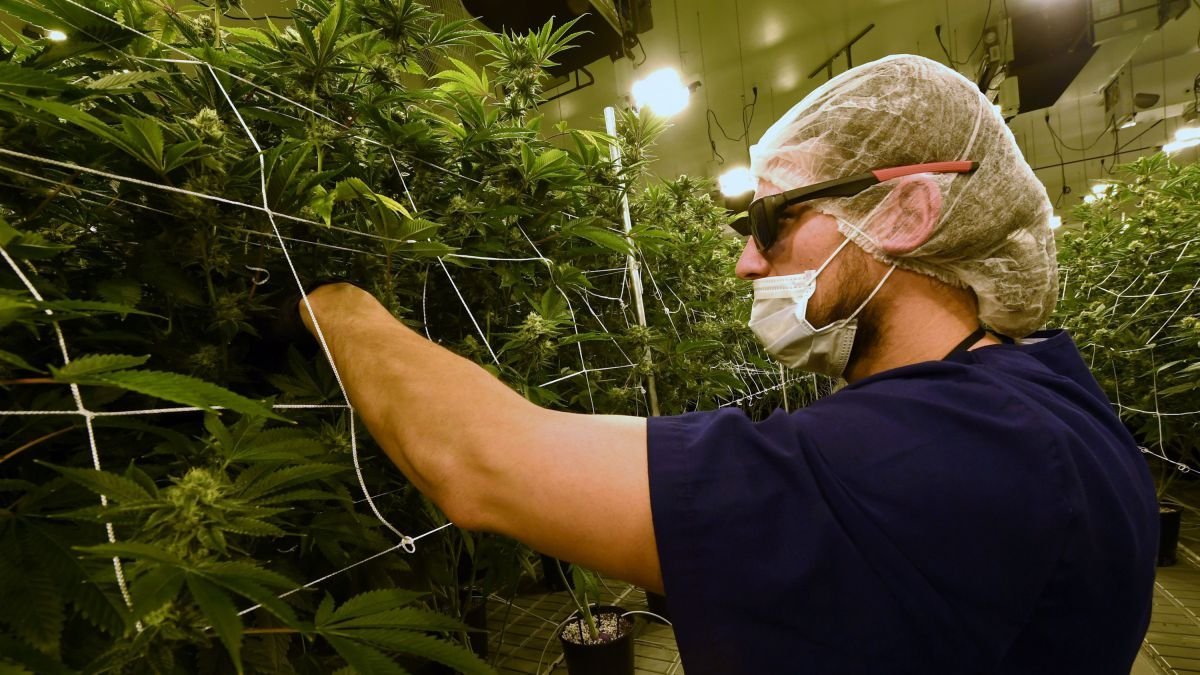 La Creuse, peut-elle devenir le futur laboratoire du cannabis thérapeutique en France ?