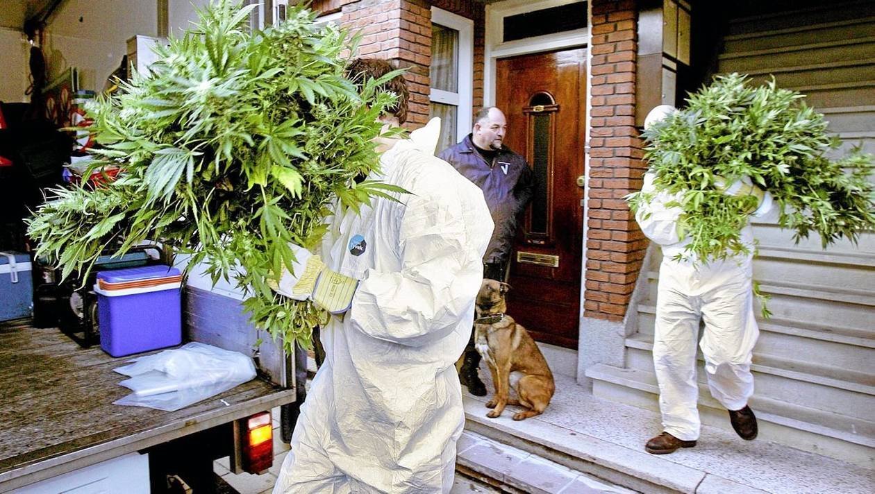 Cannabis. Les Pays-Bas veulent légaliser la culture pour éviter le trafic