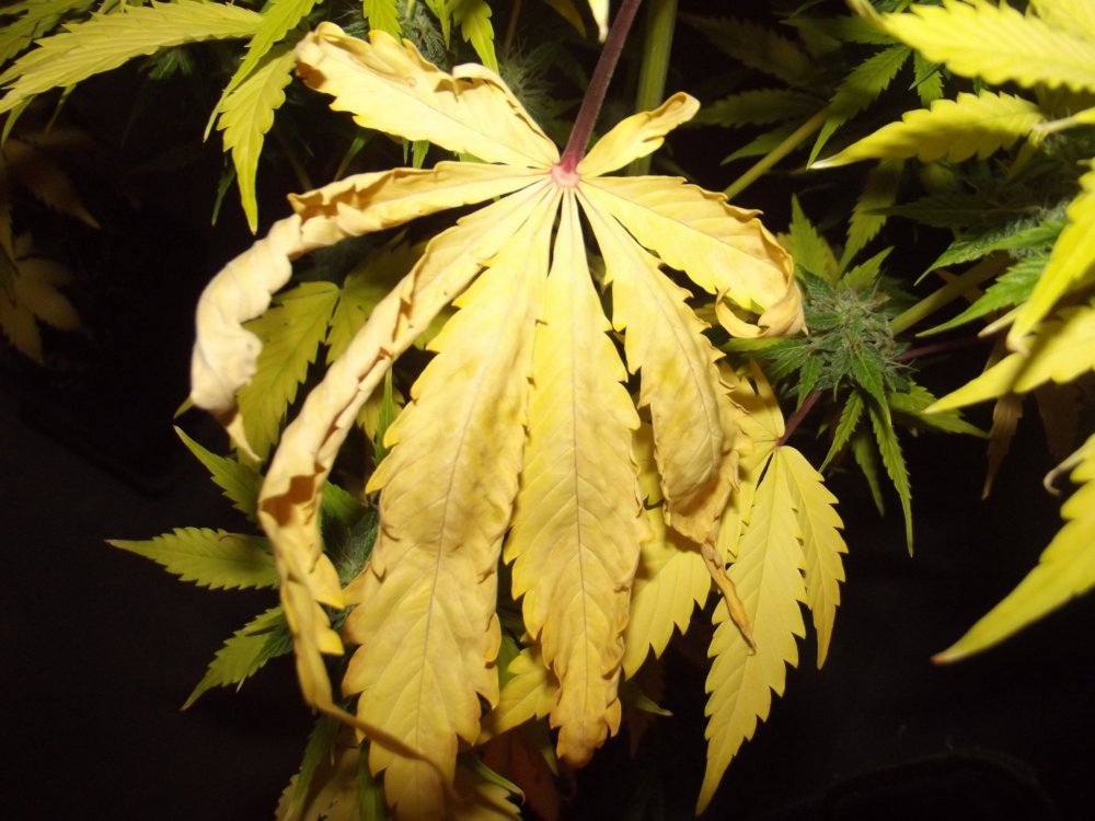 DSCF2617.JPG