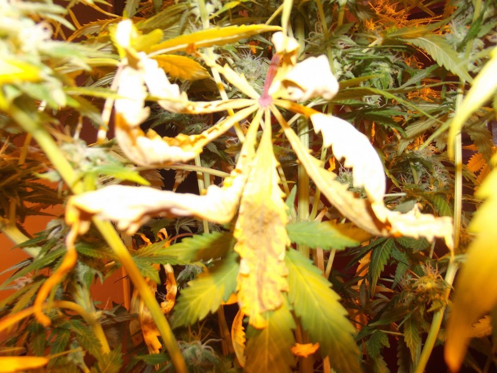 DSCF2620.JPG
