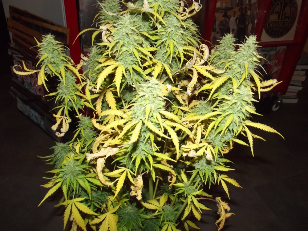 DSCF2624.JPG