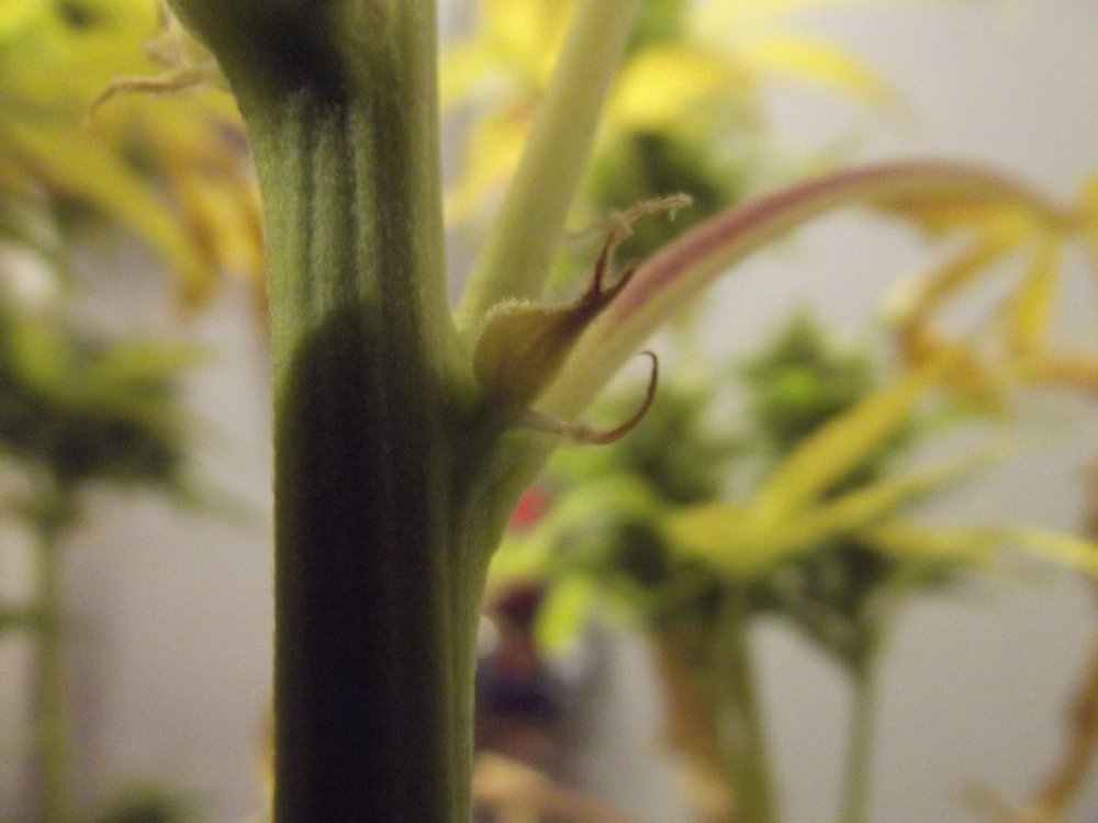 DSCF2633.JPG