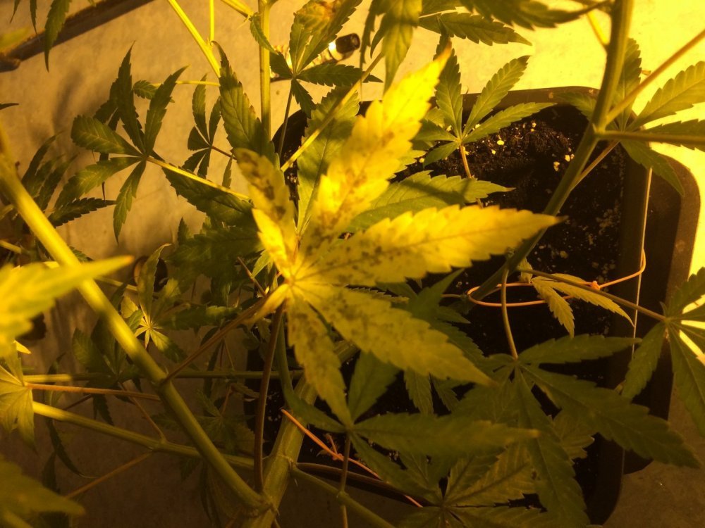IMG_1751.thumb.JPG.2c5218a1755b320e14a7c1dc3b483bc1.JPG