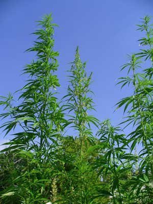 cannabis-sativa-plants-grow-tall-sm.jpg.21d466ab92bce9cfd3078f4de95fdf4b.jpg