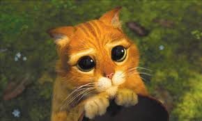 chat-de-shrek.jpg.1ec0657ec394d0afbd59723d5130e907.jpg